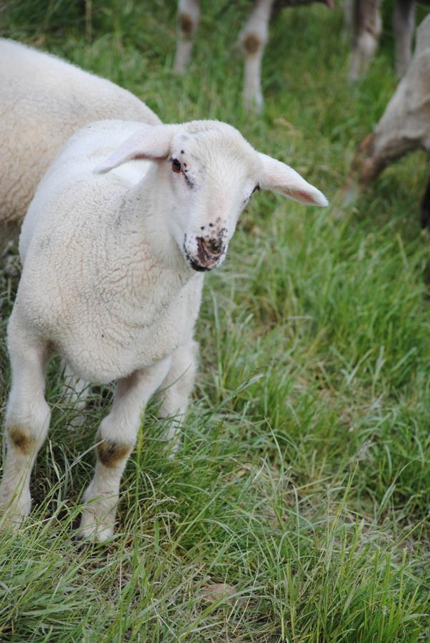 Landgasthof Seyrlberg Reichenau im Mühlkreis Kültér fotó