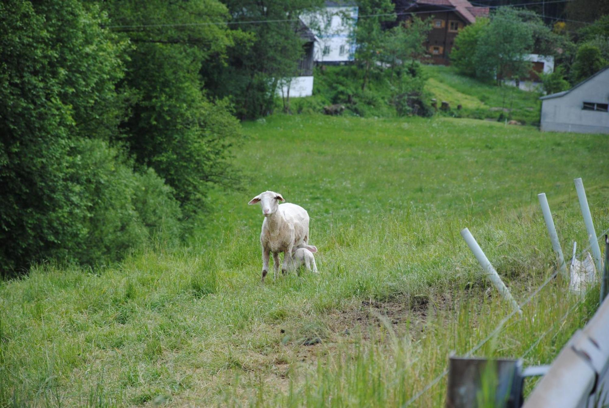 Landgasthof Seyrlberg Reichenau im Mühlkreis Kültér fotó